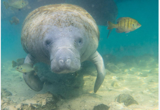 Florida manatee swimming in clear coastal water